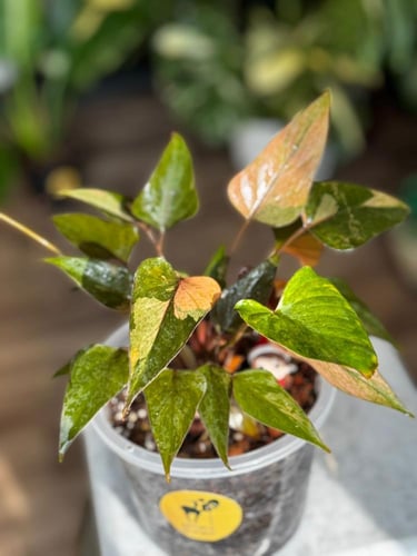 HOMALOMENA PINK DIAMOND