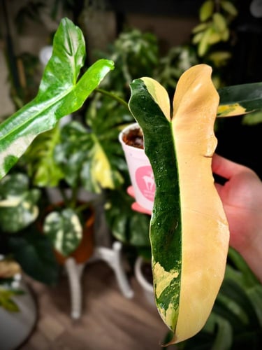 PHILODENDRON (FLORIDAXMAYOI)XBROWN BILLIETII