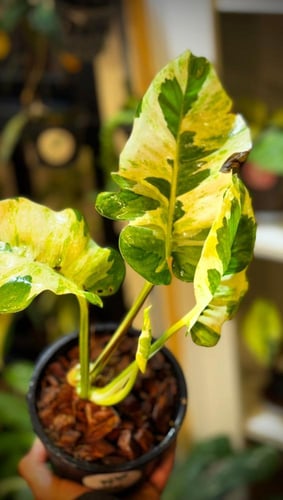 POTHOS N JOY (GIANT) BIG