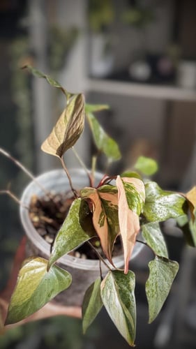 HOMALOMENA PINK DIAMOND