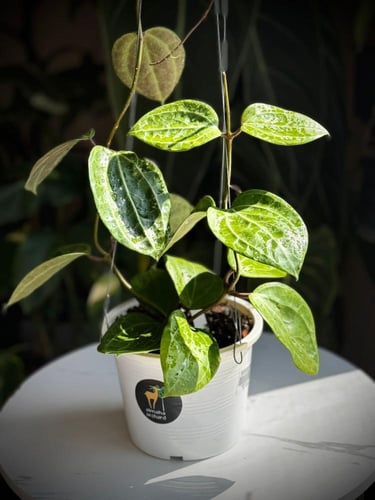 HOYA SULAWESI GPS8867