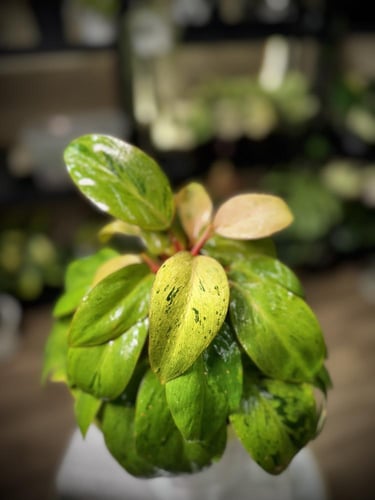 PHILODENDRON RED CONGO MARBLE DWARF