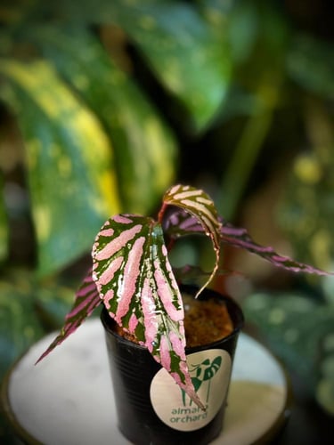 BEGONIA REX MIX VARIEGATED