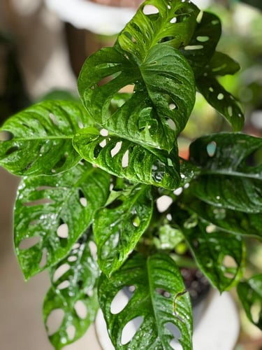 مونستيرا أدانسوني مينت (نعناع) Monstera Adonsoni M...