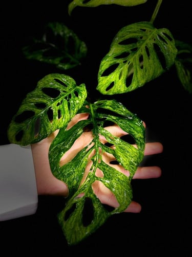 MONSTERA LANIATA MOTTLED Variegated
