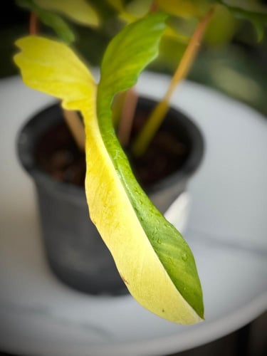 PHILODENDRON FLORIDA x MAYOI (NARROW FORM)