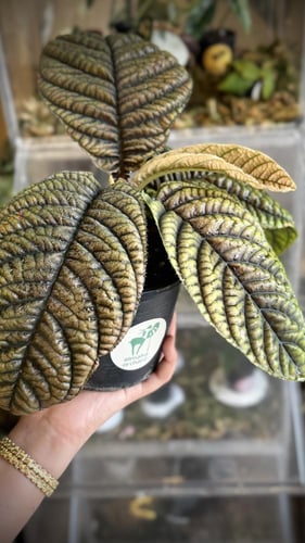 ARDISIA SP VIETNAM