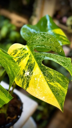 MONSTERA DELICIOSA AUREA