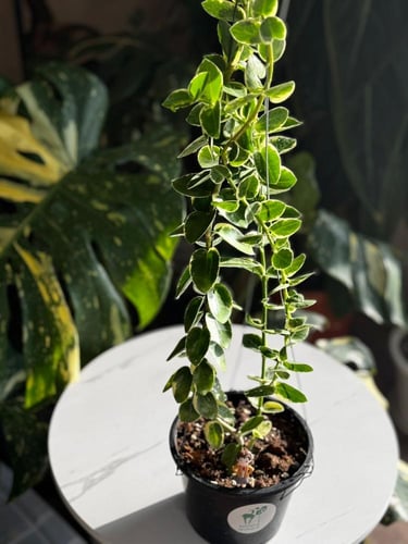 HOYA CUMMINGIANA ALBO