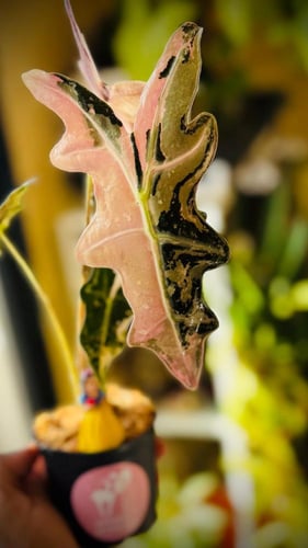 ALOCASIA NOBILIS PINK