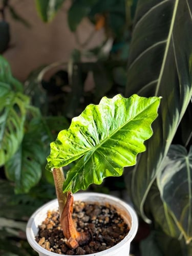 Alocasia Low Rider Variegated