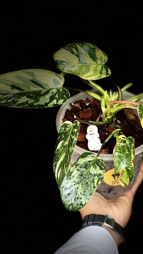 PHILODENDRON EMERALD QUEEN