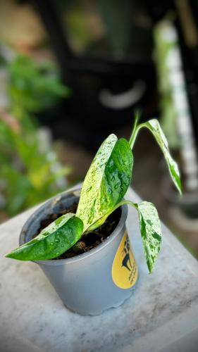 Epipremnum Pinnatum Marble Variegated