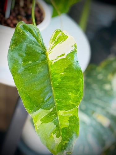 PHILODENDRON PARAISO ALBO