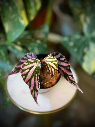 BEGONIA REX MIX VARIEGATED