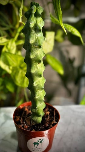 MYRTILLOCACTUS GEOMETRIZANS