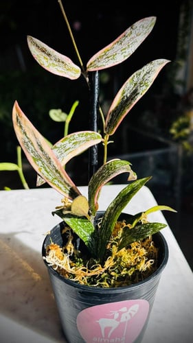 HOYA SIGILLATIS ALBOMA