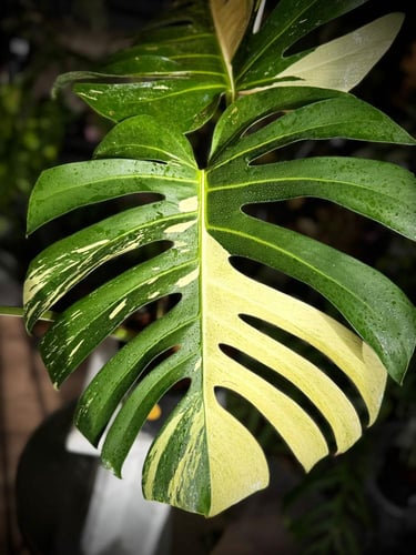 MONSTERA DELICIOSA MINT