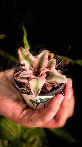 CRYPTANTHUS BIVITTATUS PINK