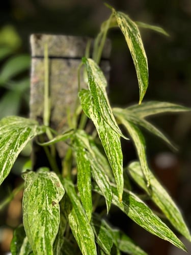 amydrium zippelianum variegated