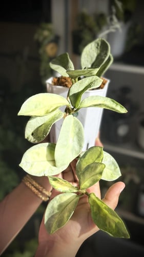 HOYA CARNOSA ARGENTEA PRINCESS