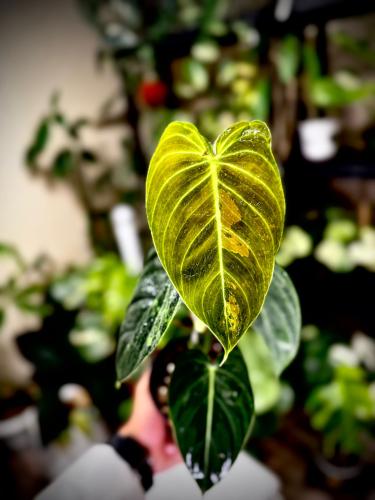 PHILODENDRON MELANO Variegated