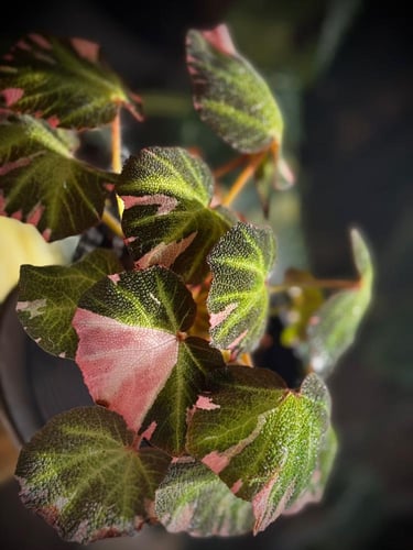 BEGONIA SOLI MUTATA VARIEGATED