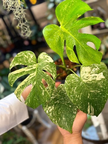 MONSTERA SILVER STAR