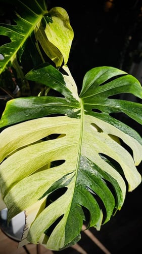 MONSTERA DELICIOSA MINT
