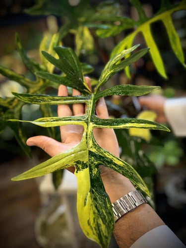 PHILODENDRON (FLORIDA x MAYOI) x MAYOI