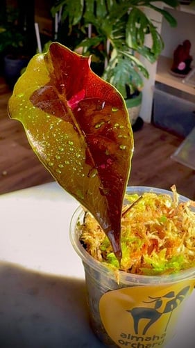 ALOCASIA CHANTRIERI PINK