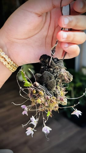 DENDROBIUM ELLIOTTIANUM