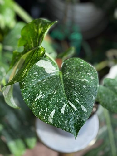 Monstera Thai Constellati