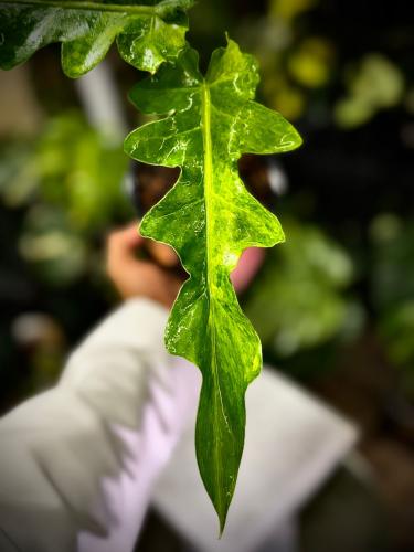 PHILODENDRON BOBCEE X FLORIDA