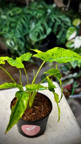 SYNGONIUM ANGUSTATUM FROG
