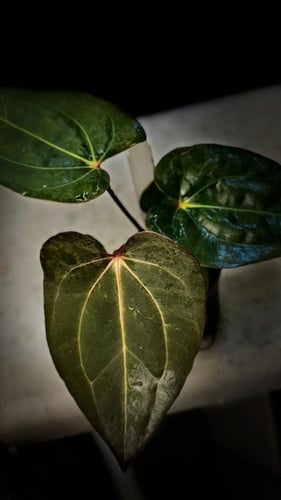 ANTHURIUM HYBRID MIX