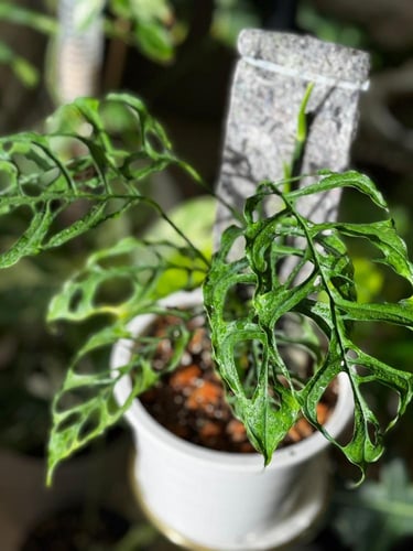Monstera Obliqua Peru