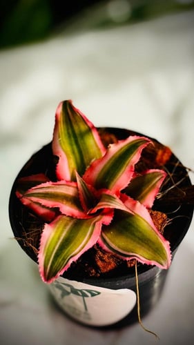 CRYPTANTHUS BIVITTATUS PINK
