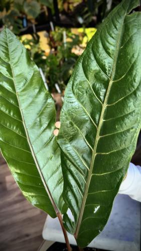 ANTHURIUM HOOKERI BLACK DRAGON