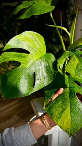 MONSTERA GREEN ON GREEN