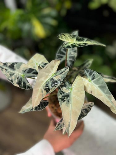 ALOCASIA BAMBINO PINK