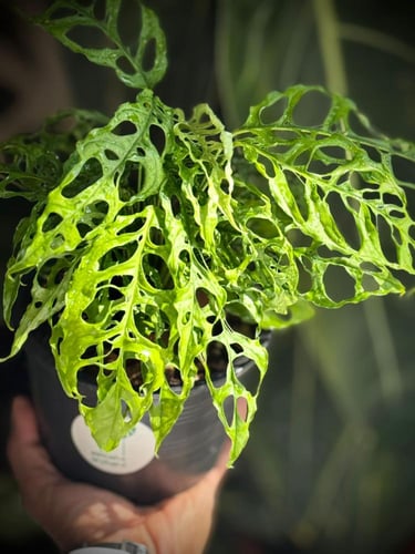 MONSTERA OBLIQUA