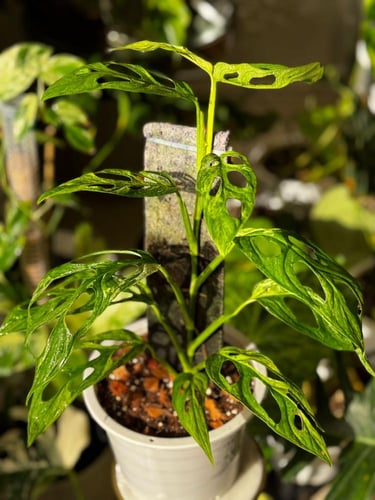 MONSTERA ADANSONII INIDONE