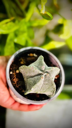 CACTUS MIXED VARIETY