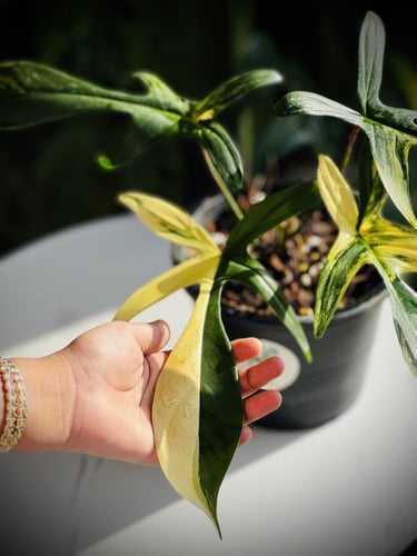 PHILODEN FLORIDA BEAUTY VARIEGATED