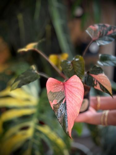 HOMALOMENA PINK DIAMO