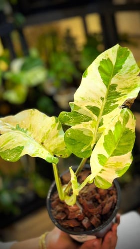 POTHOS N JOY (GIANT) BIG