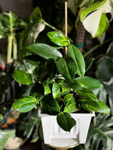 Rhaphidophora Crassifolia Variegated Plant