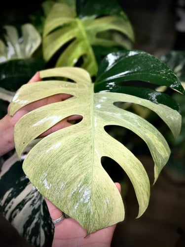 MONSTERA DELICIOSA MINT