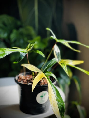 PHILODEN FLORIDA BEAUTY VARIEGATED